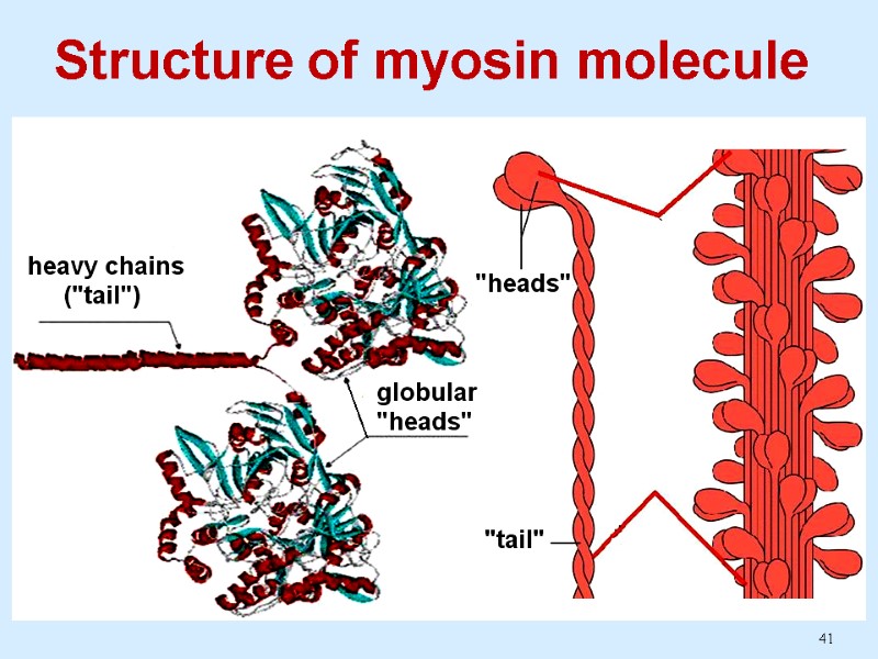 41 Structure of myosin molecule